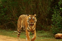 স্কুলের বারান্দায় ঘুরে বেড়াচ্ছে তিনটি রয়্যাল বেঙ্গল টাইগার,কী ঘটল বারাসতে? দেখুন ভিডিও