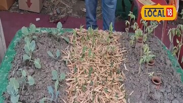 হাইড্রোপনিক