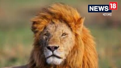 প্রেমিকাকে পটাতে সিংহের খাঁচায় প্রবেশ! চিড়িয়াখানার কর্মীকে চরম শাস্তি পশুরাজের প্রেমিকাকে পটাতে সিংহের খাঁচায় প্রবেশ! চিড়িয়াখানার কর্মীকে চরম শাস্তি পশুরাজের