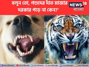 মানুষই শুধু করে 'এই কাজ'...! প্রাণীদের দাঁত ব্রাশ করার দরকার পড়ে না কেন?