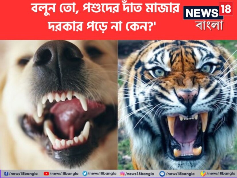 দাঁত মানবশরীরের একটি গুরুত্বপূর্ণ অংশ। মানুষ যদি দাঁত ব্রাশ না করে বা সেগুলোর যত্ন না নেয়, তবে দাঁত নষ্ট হয়ে যায়, অকেজো হয়ে পড়ে এবং দ্রুত পড়ে যায়। তবে প্রাণীদের ক্ষেত্রে এটি ঘটে না। দাঁত না মাজলেও থেকে যায় আমৃত্যু! কী করে হয় এমন? জানলে চমকে যাবেন। 