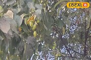 যৌবন হবে চাঙ্গা...! এই ফল খেলেই বয়সও হাঁটবে উল্টো দিকে, 'বাই বাই' বলবে বলিরেখা
