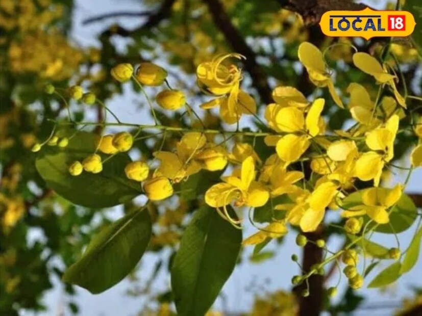 জ্বরের ওষুধ হিসেবে অমলতাস গাছের মূল বা শিকড় ব্যবহার করা হয়। এটি জ্বর থেকে মুক্তি দেয় এবং শরীরের ব্যথার জন্য ব্যথানাশক হিসাবে কাজ করে এটি। এর জন্য প্রথমে অমলতাসের মূল গুঁড়ো করে নিতে হবে। এরপর জ্বর হলে দিনে দুই থেকে তিন বার সেই গুঁড়ো সেবন করতে হবে। খুব শীঘ্রই জ্বর এবং শরীরের ব্যথা থেকে মুক্তি পাওয়া সম্ভব।