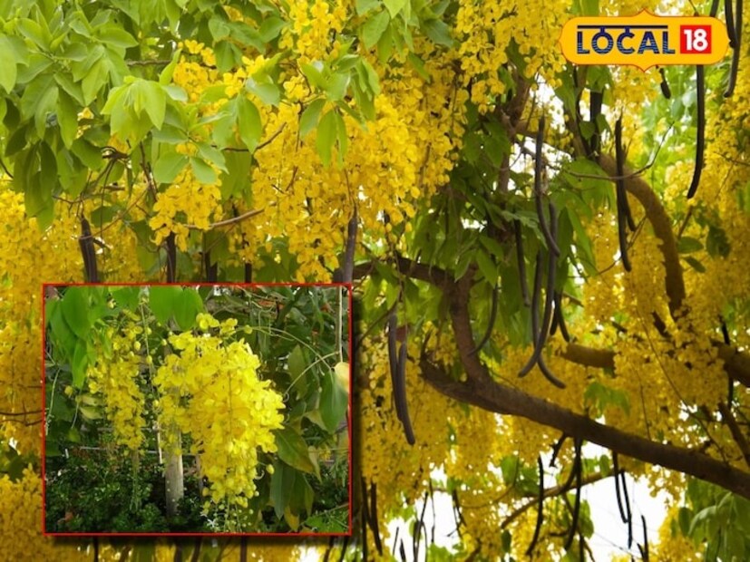 কারও যদি চর্মরোগ থাকে, তাহলে অমলতাসের ফল সেই সমস্যা থেকে মুক্তি দিতে পারে। আসলে অনেক সময় দাদ, খোসপাঁচড়া, চুলকানি, ত্বকে জ্বালাপোড়া এবং ফুসকুড়ির সমস্যা হতে পারে। নানাবিধ চিকিৎসাতেও আরাম মেলে না। সেক্ষেত্রে এই টোটকা দারুণ উপশম দিতে পারে।।এছাড়া অমলতাসের ফুল ত্বকের সৌন্দর্য বৃদ্ধির ক্ষেত্রেও অত্যন্ত কার্যকর। এই ফুল বেটে মুখে লাগালে মুখ ফুলের মতোই উজ্জ্বল হয়ে উঠবে। এই টোটকাটি বাজারজাত ফেসিয়াল ক্রিমের থেকেও বেশি উপযোগী। যা মুখের দাগ-ছোপ এবং ব্রণ দূর করতে সহায়ক। ফলে সৌন্দর্য বর্ধক হিসেবে কাজ করে এই ফুল।
