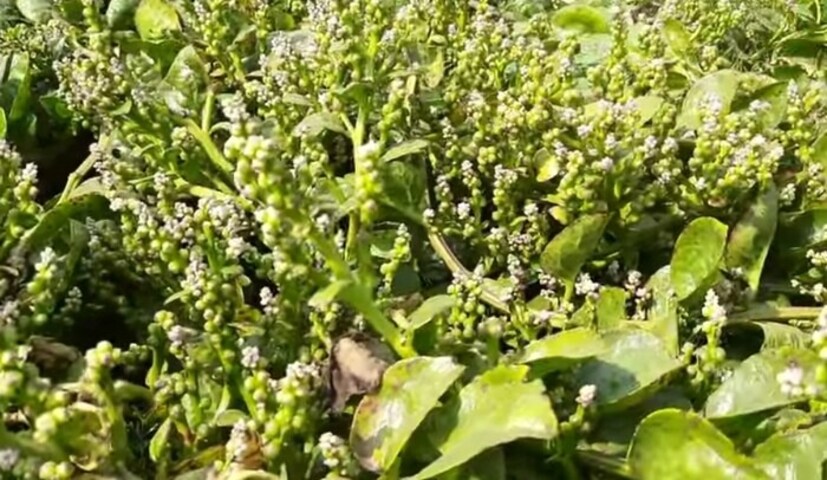 পুঁইমেটুলির গুণে রক্তে শর্করার মাত্রা কম থাকে। এর গ্লাইসেমিক ইনডেক্সও কম। তাই ব্লাড সুগার রোগীদের ডায়েটে এই সবজি রাখতে ভুলবেন না।