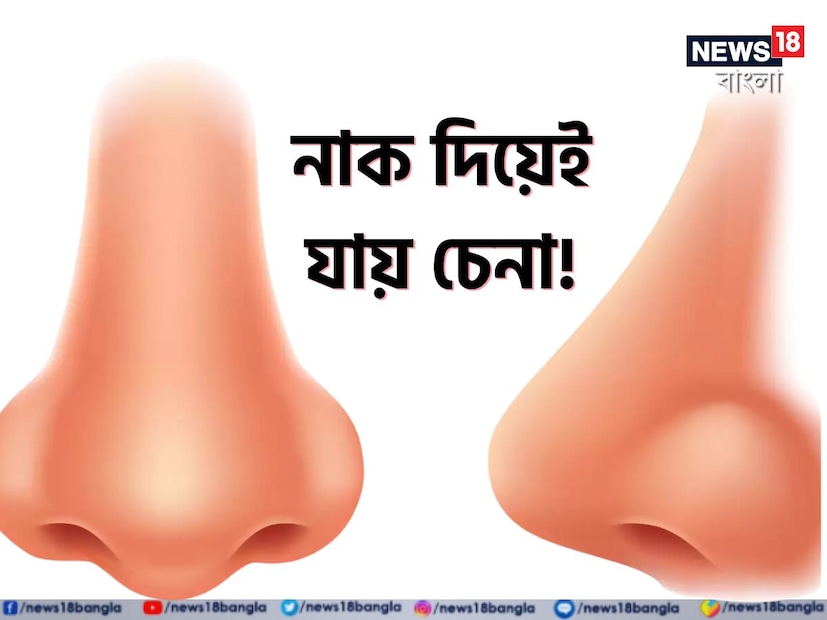 আশেপাশে কত রকম মানুষ দেখা যায়! এক একজনের শরীরের গড়ন এক একরকম। জানেন, সেই গড়নেই লুকিয়ে আছে মানুষ চেনার উপায়! নাক দিয়েও চিনে নিতে পারেন মানুষ। বোঁচা না চোখা? নাকি ঈগলের মতো নাক? নাকের আকার দেখে কী ভাবে একজন ব্যক্তির স্বভাব ও ব্যক্তিত্বের বৈশিষ্ট্য জানবেন? 