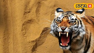 ফের বাংলায় বাঘের আতঙ্ক ফের বাংলায় বাঘের আতঙ্ক