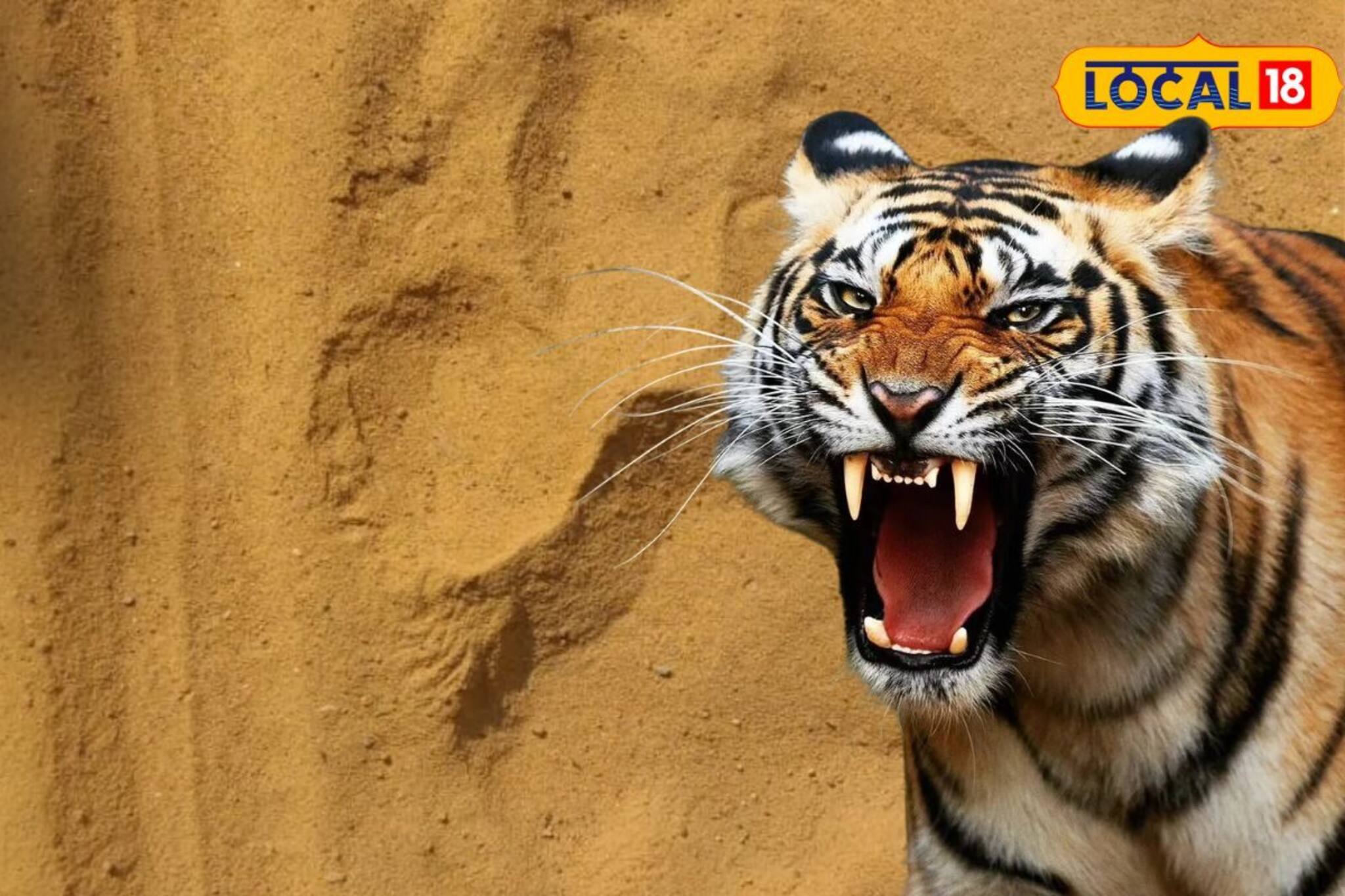 জিনাত অতীত, বেলপাহাড়িতে এবার নতুন বাঘের আতঙ্ক! কেন জানেন? শিউরে ওঠা ঘটনা