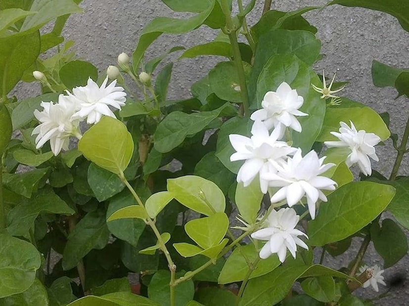 জুঁই ফুল গাছকে সাপের প্রিয় আশ্রয়স্থল বলে মনে করা হয়। সাপ এই লতার ঘন পাতার নীচে লুকানোর জন্য নিরাপদ জায়গা খুঁজে পায়। এছাড়া জুঁইয়ের মিষ্টি সুবাসও তাদের সারাক্ষণ আকৃষ্ট করে। এই কারণেই সাধারণত জুঁই লতা রোপণ না করার পরামর্শ দেওয়া হয়।