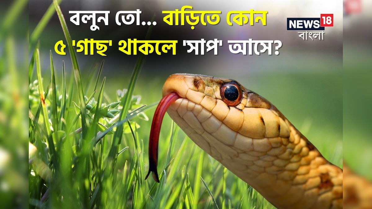 বিষাক্ত সাপকে আকৃষ্ট করে….! ভুলেও বাড়িতে লাগাবেন না '৫' গাছ! চমকে দেবে নাম!