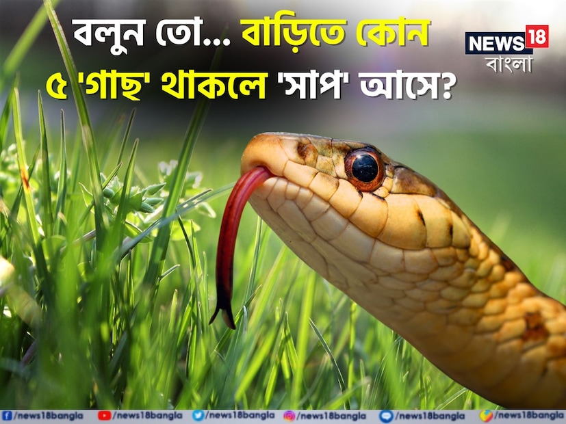 সাপ বাস্তুতন্ত্রের অন্যতম প্রধান প্রাণী। কিন্তু এই প্রাণীটিকে সাধারণত আমরা যমের মতোই ভয় পাই। হঠাৎ সামনে দেখলে আমরা প্রত্যেকেই সাপকে মারাত্মক ভয় পাই। মুহূর্তে শরীর হাড়হিম হয়ে যায় এই সাপের ভয়ে।