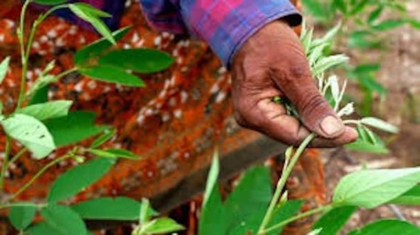 বাড়িতে গাছ থাকলে ভাল। নয়তো শীতের বাজারে যাঁরা শাকপাতা নিয়ে বসেন, তাঁদের কাছেও পেয়ে যাবেন। কীভাবে খাবেন অড়হর গাছের পাতা, কেন খাবেন, কোন সমস্যা দূর হবে এই পাতার গুণে, জেনে নিন। বলেছেন পুষ্টিবিদ লভনীত বাত্রা।