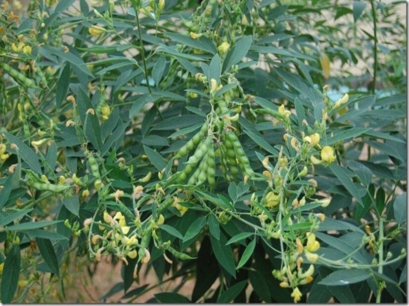 অড়হর পাতার রস বার করুন। তার পর হালকা উষ্ণ করে বা ঠান্ডা অবস্থাতেই তাতে ২ বা ৩ চামচ নুন দিয়ে খান। জন্ডিস রোগের মহৌষধ এই রস।