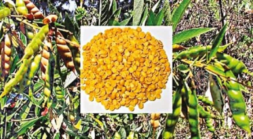 অড়হর পাতার রস সামান্য গরম করে মধু মিশিয়ে খেলে দূর হবে দীর্ঘদিনের পুরনো কাশির সমস্যা। সকাল বিকেল অড়হর পাতার রস এককাপ করে খেলে রক্তে শর্করার মাত্রা নিয়ন্ত্রিত হয়। 