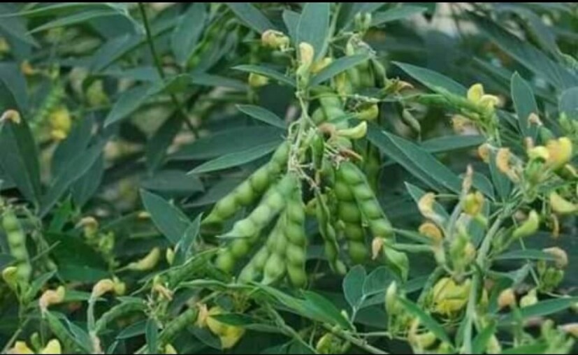 অড়হর পাতা ফুটিয়ে সেই জল পান করলে দাঁতের ব্যথা কমে। নাক দিয়ে রক্ত পড়ার সমস্যা থাকলে অড়হর পাতার রসে ঘি মিশিয়ে খান। 