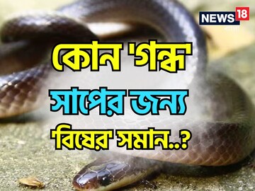 কোন 'গন্ধ' সাপের জন্য 'বিষের' সমান বলুন তো...? চমকে দেবে 'উত্তর', শিওর!