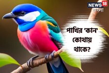 পাখি শুনতে পায়, কিন্তু 'কান' দেখেছেন কখনও...? বলুন তো, কোথায় থাকে 'পাখির কান'?