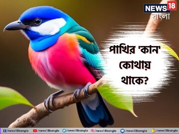 পাখি শুনতে পায়, কিন্তু 'কান' দেখেছেন কখনও...? বলুন তো, কোথায় থাকে 'পাখির কান'?