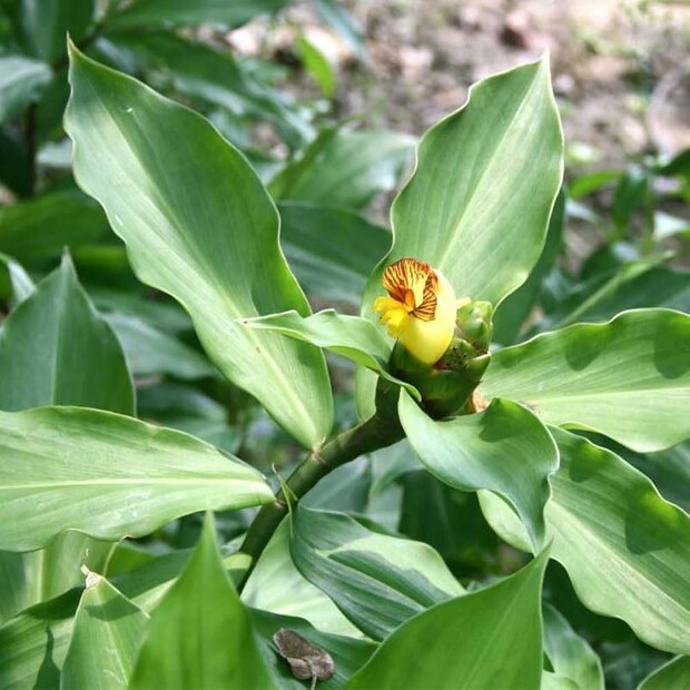 এর পাতায় একটি বিশেষ ধরনের উপাদান পাওয়া যায়, যা ইনসুলিনের কার্যকারিতা উন্নত করে এবং প্রাকৃতিক উপায়ে ব্লাড সুগার নিয়ন্ত্রণে সাহায্য করে। ইনসুলিন গাছের পাতা চিবিয়ে মানুষ ডায়াবেটিস থেকে মুক্তি পেতে পারে। ইনসুলিন উদ্ভিদ সঠিকভাবে গ্রহণ করা হলে, এটি রক্তে শর্করাকে স্থিতিশীল রাখতে সাহায্য করতে পারে।