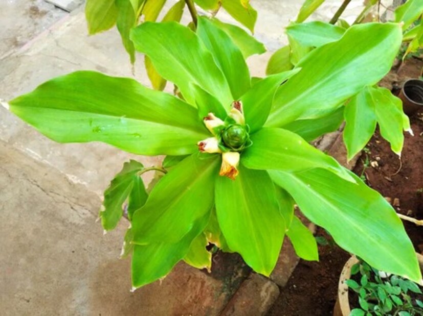 এই গাছটি স্বাস্থ্যের জন্য খুবই উপকারী, কারণ এটি শরীর থেকে বিষাক্ত উপাদান দূর করতে সাহায্য করে। ইনসুলিন উদ্ভিদ পাচনতন্ত্রকেও শক্তিশালী করে। এর পাতায় উপস্থিত বৈশিষ্ট্যগুলি হজমের উন্নতিতে সাহায্য করে, যার কারণে খাবার দ্রুত হজম হয় এবং শরীর সহজেই প্রয়োজনীয় পুষ্টি পায়।