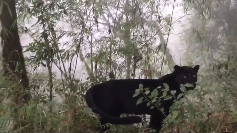 এই এলাকায় এর আগে আরও ৫ বার কালো চিতার দেখা মিলেছে৷