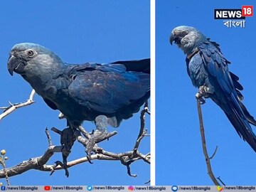 ফিরল এই বিলুপ্তপ্রায় ম্যাকাও