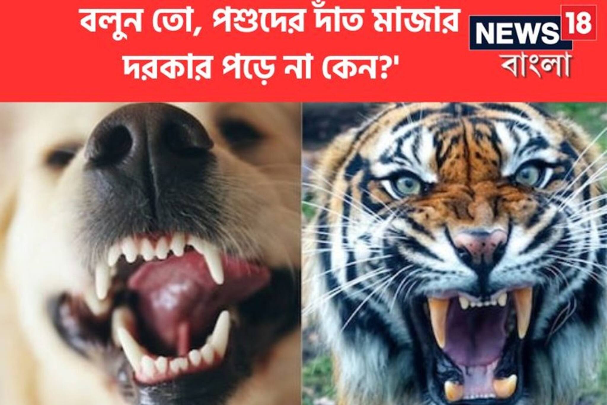 মানুষই শুধু করে 'এই কাজ'...! প্রাণীদের দাঁত ব্রাশ করার দরকার পড়ে না কেন?