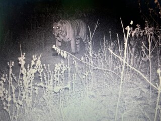 ট্র্যাপ ক্যামেরায় ধরা পড়া সেই ছবি। ছবি - নিজস্ব