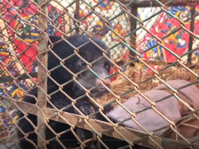 বারাসত রথতলা রেঞ্জ অফিসে নিয়ে যাওয়া হচ্ছে ভল্লুকটিকে। ঘোজাডাঙা বর্ডার থেকে পাচার হয়ে ভারতে নিয়ে আসা হয় ভল্লুকটিকে। 