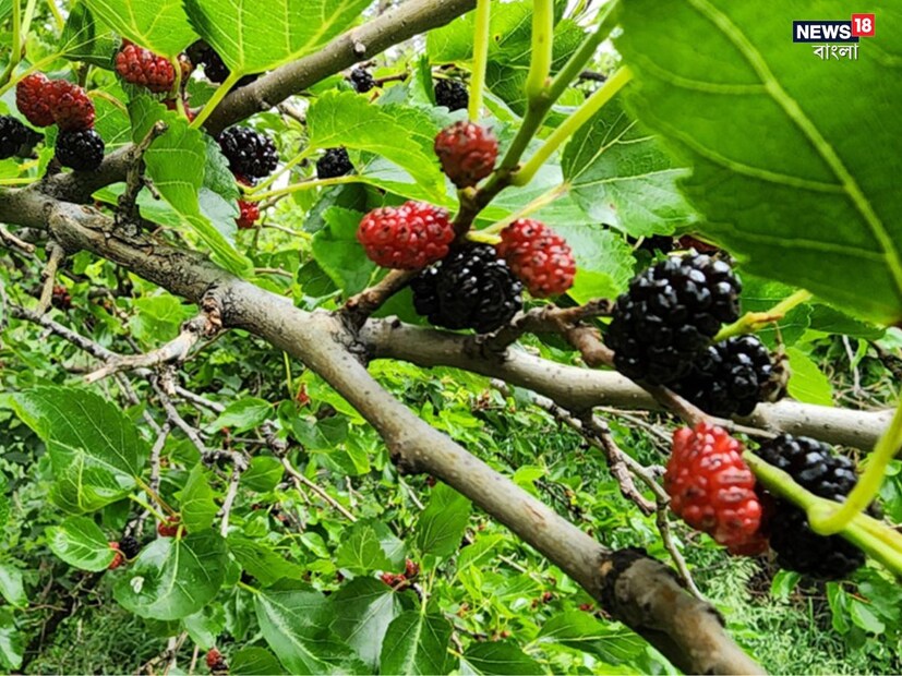 তুঁত দুই প্রকার, সবুজ কাঁচা ও কালো পাকা। কালো তুঁত স্বাস্থ্যের জন্য খুবই উপকারী। পাকা তুঁত সরাসরি খান বা এর রস বানিয়ে পান করুন, এতে রক্তচাপের সমস্যা নিয়ন্ত্রণে রাখা যায়।