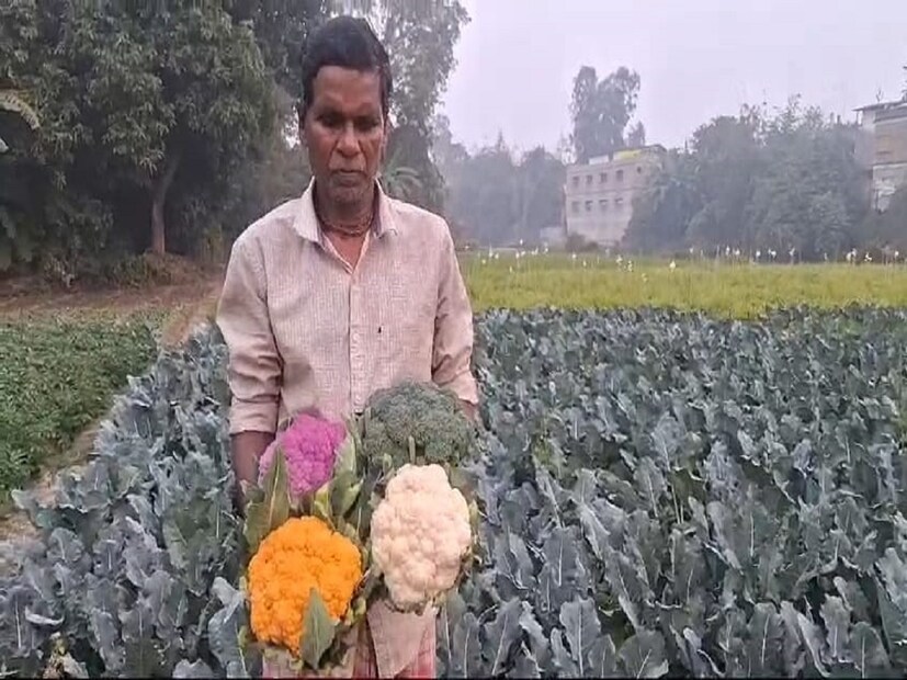 প্রমথ বাবু জানিয়েছেন, এই রঙিন ফুলকপির দাম রীতিমতো ভালই পেয়ে থাকেন। যখন সাধারণ ফুলকপির বাজার মূল্য পিস প্রতি পাঁচ থেকে দশ টাকার মধ্যে চলছে, ঠিক এই সময় এই রঙিন ফুলকপি বাজারে সহজেই ৪০ টাকা পিস হিসেবে বিক্রি করেছেন তিনি৷ 