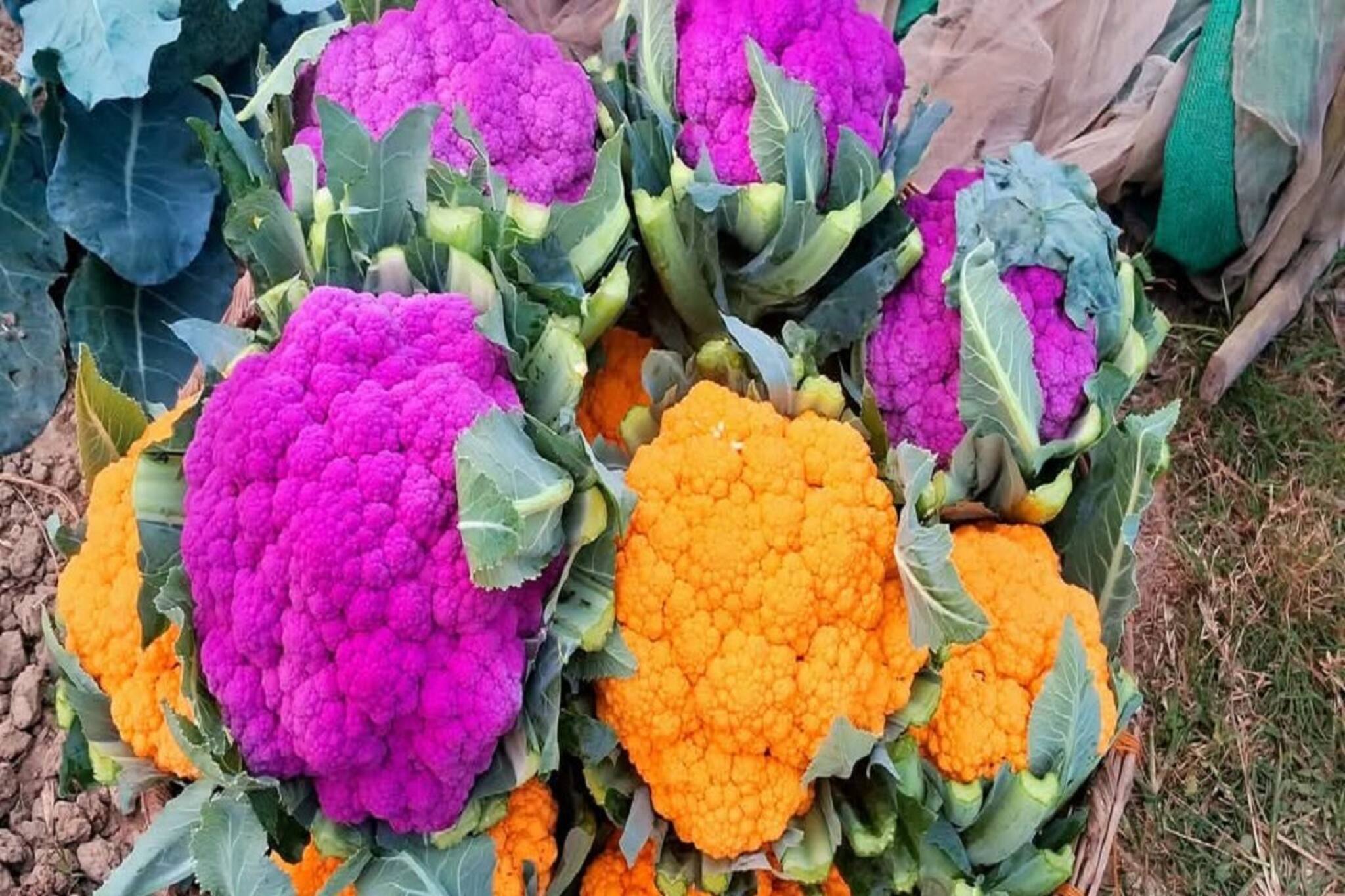 সত্যিই চাষ হয়, না কি রং করা থাকে হলুদ, বেগুনি ফুলকপি? ফাঁস করলেন বাংলার কৃষক