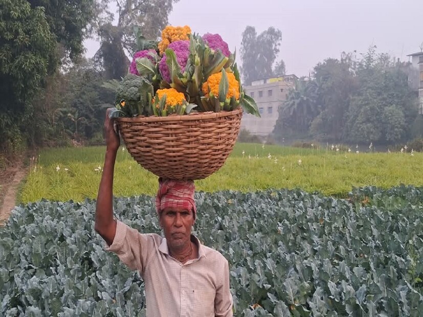 পশ্চিমবঙ্গেও ধীরে ধীরে এই রঙিন ফুলকপির চাষ জনপ্রিয় হচ্ছে৷ পূর্ব মেদিনীপুর, হাওড়া, উত্তর চব্বিশ পরগণা এবং নদিয়া জেলায় গত দু তিন বছরে এই ফুলকপির চাষ করে লাভের মুখ দেখছেন কৃষকরা৷ 