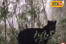 ঘুরে বেড়াচ্ছে কালো চিতা! তারপর যা হল... দেখুন ভিডিও