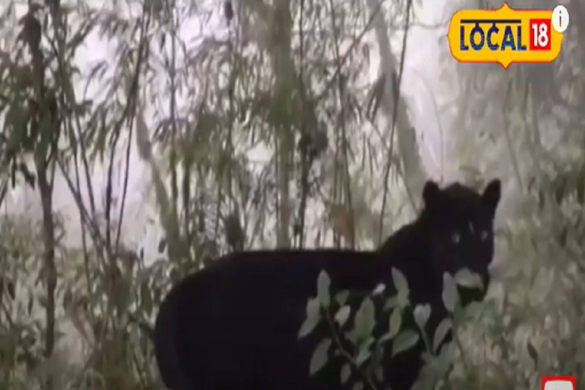 ঘুরে বেড়াচ্ছে কালো চিতা! তারপর যা হল... দেখুন ভিডিও