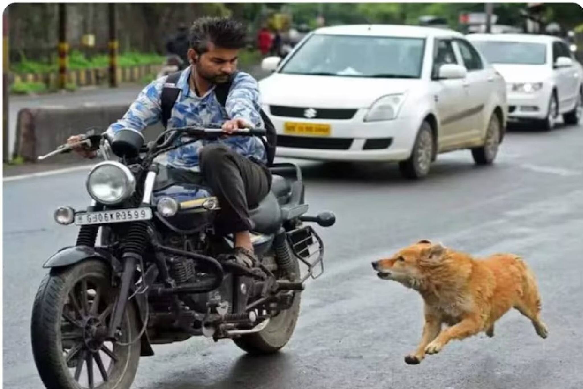 রাস্তার কুকুর কেন চলন্ত বাইক এবং গাড়ি দেখলেই তাড়া করে? ৯৯% মানুষই জানেন না 'আসল কারণ'...!