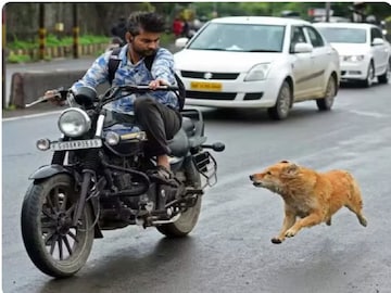 রাস্তার কুকুর কেন চলন্ত বাইক এবং গাড়ি দেখলেই তাড়া করে? ৯৯% মানুষই জানেন না 'আসল কারণ'...!