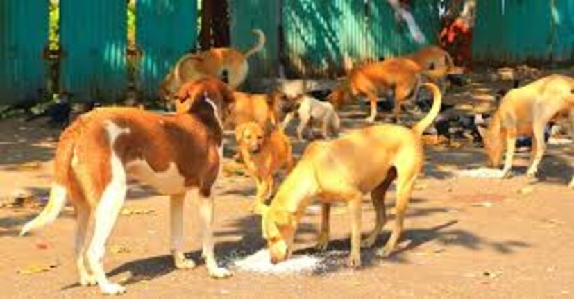 সংবাদমাধ্যমের খবর অনুযায়ী, বিখ্যাত সংরক্ষণবাদী এবং প্রাণী অধিকার নিয়ে লড়াই করা আইনজীবী জেন গুডঅল এই বিষয়ে ফিফার সেক্রেটারি ম্যাটিয়াস গ্রাফস্ট্রমকে চিঠি লিখেছেন তিনি। প্রতীকী ছবিশুধু জেনই নয়, কুকুর নিধন যজ্ঞ ঠেকাতে আসরে নেমেছে বেশ কয়েকটি প্রাণী অধিকার এবং সুরক্ষা নিয়ে কাজ করা বেশ কয়েকটি আন্তর্জাতিক সংস্থা। প্রতীকী সংস্থা 