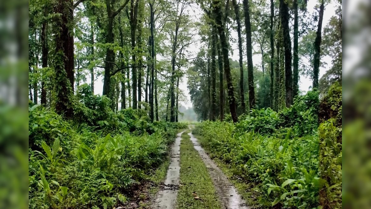 Dooars News : সুখবর! এবার বিনামূল্যে ডুয়ার্সে জঙ্গল সাফারি করতে পারবেন পর্যটকরা