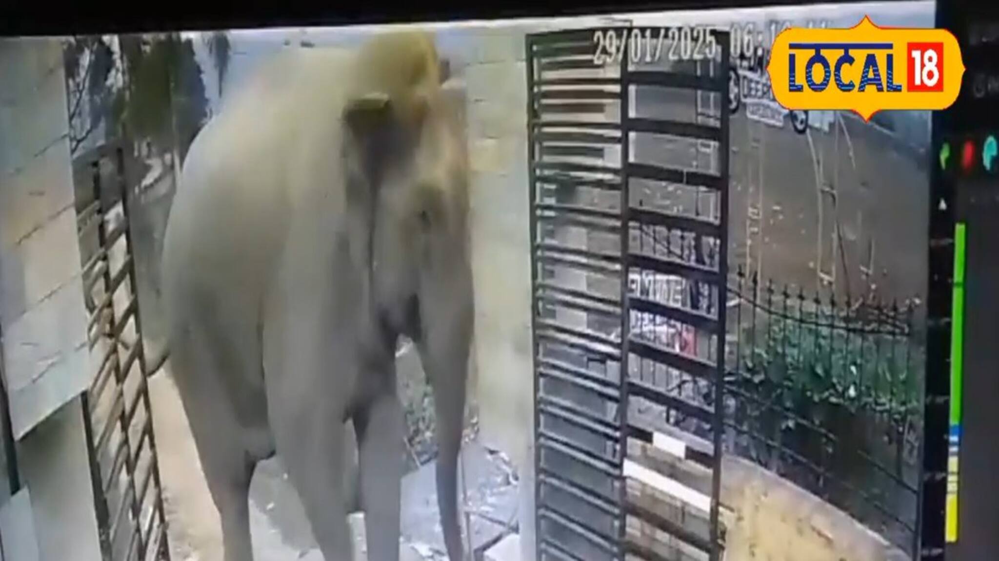 Elephant North Bengal: জলপাইগুড়িতে রিসর্টের গেট ভেঙে ঢুকল হাতি! আতঙ্কে ছুটোছুটি পর্যটকদের, দেখুন ভিডিও