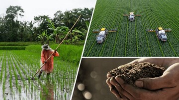 চাষীদের বিরাট মুনাফা, হাতে প্রচুর টাকা!বাড়ছে মাল্টি লেয়ার পদ্বতিতে চাষে উন্নতি