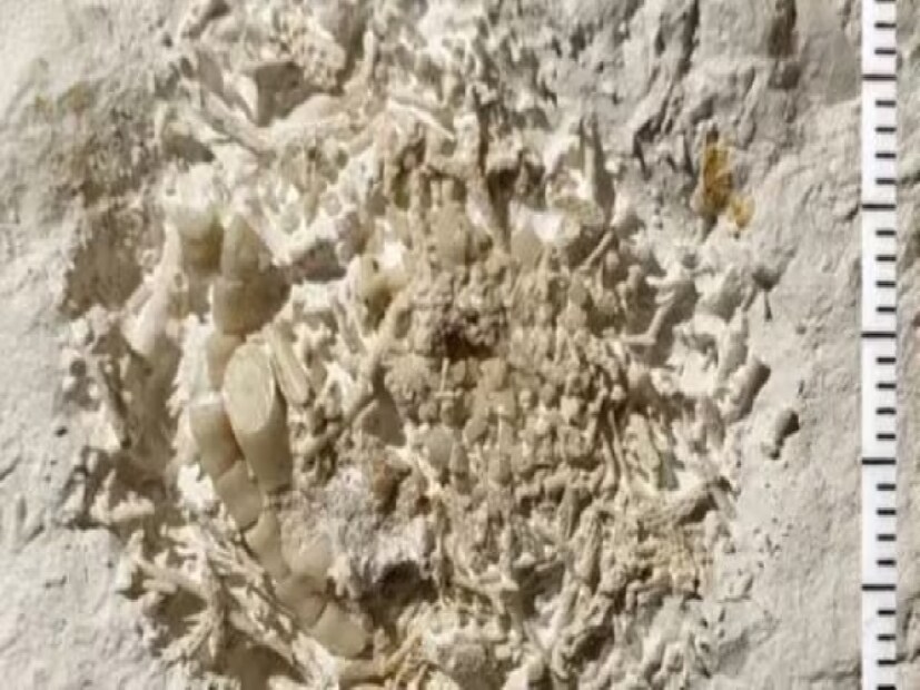পিটার কিছু অস্বাভাবিক খণ্ড খুঁজে পান, যা চক পাথরের মধ্যে সি লিলির অংশ ছিল। পরে তিনি এগুলো পরীক্ষা করার জন্য জাদুঘরে নিয়ে গেলে জানা যায়, এটি মাছের বমি, যা ক্রিটেশিয়াস যুগের শেষ দিকের, প্রায় ৬৬ মিলিয়ন বছর আগের। তখন পৃথিবীতে টাইরানোসরাস (Tyrannosaurus) ও ট্রাইসেরাটপস (Triceratops)-এর মতো ডাইনোসর ঘুরে বেড়াত। fish vomit Discovery of 66 million year old fish fossil dinosaur era rare specimen found Museum of East Zealand Denmark know details