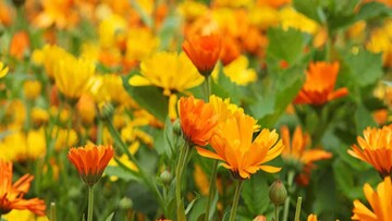 গার্ডেনিং