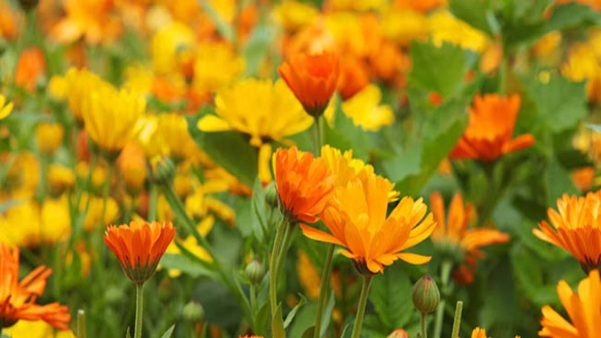 ফুলে ফুলে ভরে যাবে গাছ...! ফেলে দেওয়া শাকসবজির খোসা-সবজির টুকরো দিয়ে 'এইভাবে' বানিয়ে ফেলুন জৈব সার! দেখুন হাতে নাতে রেজাল্ট