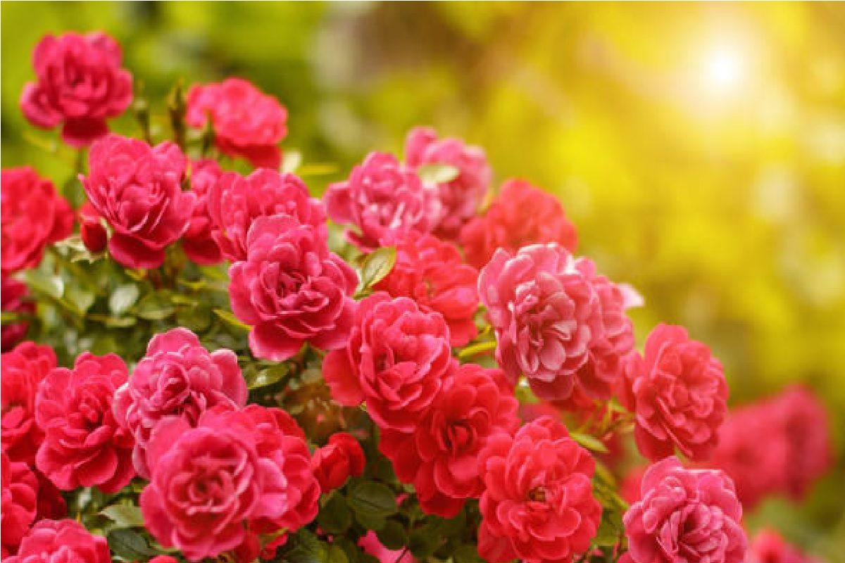 Gardening Tips: কোনও খরচ লাগবে না…! বিনা পয়সায় ঠিক ‘এইভাবে’ নিন বাড়ির গাছের যত্ন, তরতরিয়ে বাড়বে গাছ, উপচে পড়বে ফুলের বাহার, গাদায় হবে ফল