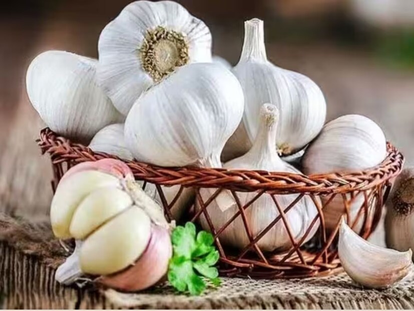 কাঁচা রসুন খাওয়ার ফলে শরীরের উপকার এবং ক্ষতি দুটোই হতে পারে। এটি খাওয়ার সময় আপনাকে খেয়াল রাখতে হবে যে, আপনি সঠিকভাবে এটি খান, যাতে এটি আপনার শরীরের জন্য উপকারী হতে পারে। চলুন জেনে নেওয়া যাক এটি খাওয়ার উপায় এবং এর উপকারিতা।photo source collected 