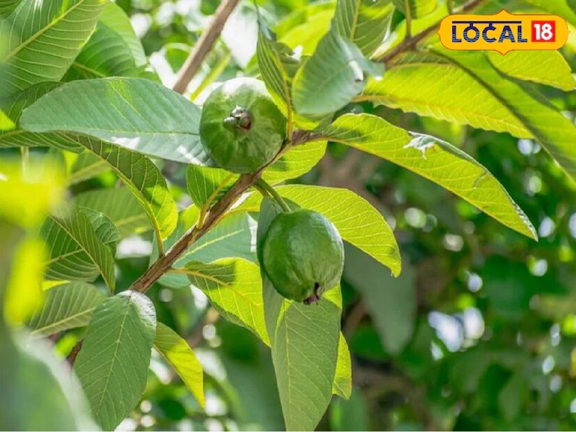 ডাক্তার ও বৈদ্যরা বলেন, শরীরের অনেক রোগের মূল কারণ পেটের সমস্যাগুলি। তাই পেট সুস্থ রাখা অত্যন্ত গুরুত্বপূর্ণ। প্রকৃতি আমাদের এমন কিছু ফল, ফুল ও সবজি দিয়েছে, যা অনেক সমস্যার সমাধান দিতে পারে। এরকমই একটি জীবনদায়ী ওষধিগুণ সম্পন্ন পাতা হল পেয়ারা পাতা। 