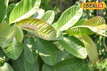 খালি পেটে সস্তার এই পাতা খেলেই কেল্লাফতে! হরহরিয়ে নামবে কোলেস্টেরল, জব্দ ইউরিক অ্যাসিডও