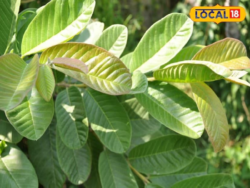 আর চিন্তা নেই, যখন হাতের কাছেই রয়েছে এই পাতা! যেমন উপকারী ফল, তার গাছের পাতাতেও সমাধান হাজার রোগের! সঠিক ভাবে খেলেই মুক্তি পাবেন দাঁতের ব্যথা থেকে শুরু করে পেটের সমস্যা-সহ স্থূলতায়ও। বলুন তো কোন পাতা? 