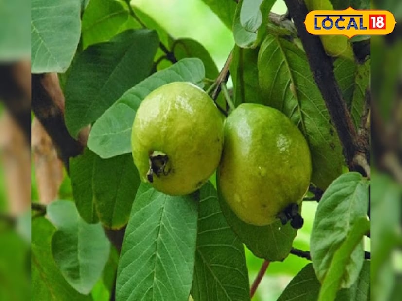 মুখের ঘা হলে প্রতিদিন পেয়ারা পাতা খেলে উপশম পাওয়া যায় এবং হজমশক্তি উন্নত হয়। পেয়ারা গাছ বাড়িতেই থাকে অনেকের। তাই টাকা দিয়ে কিনতে হয় না। আর যদিও বা কিনতে হয়, এত সস্তা এই পাতা যে রোজ খেতে গায়ে লাগবে না। 